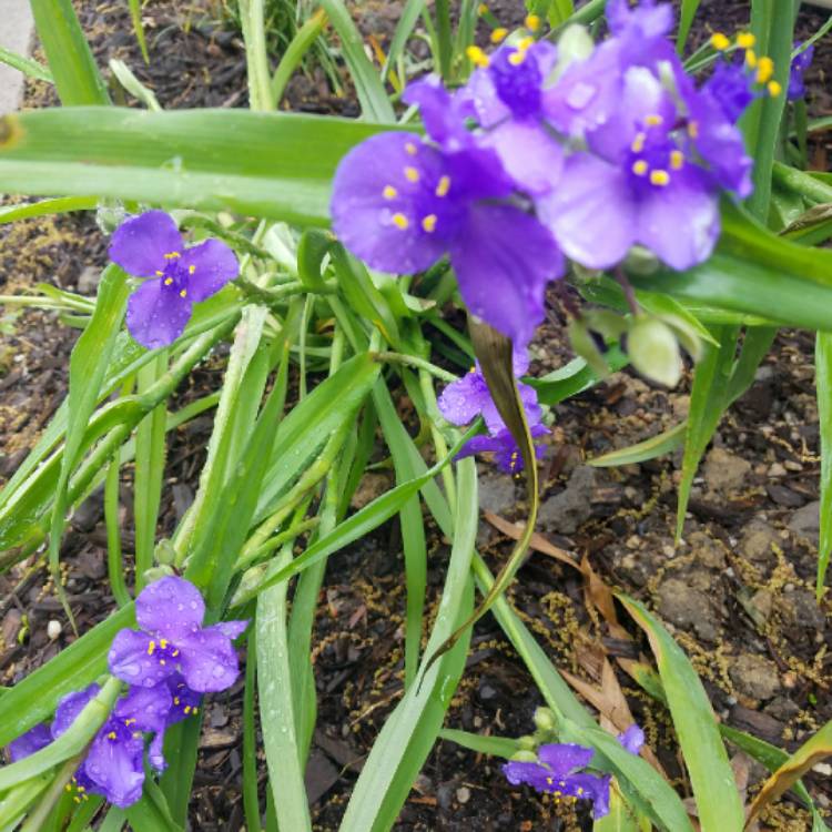 Plant image Tradescantia ohiensis