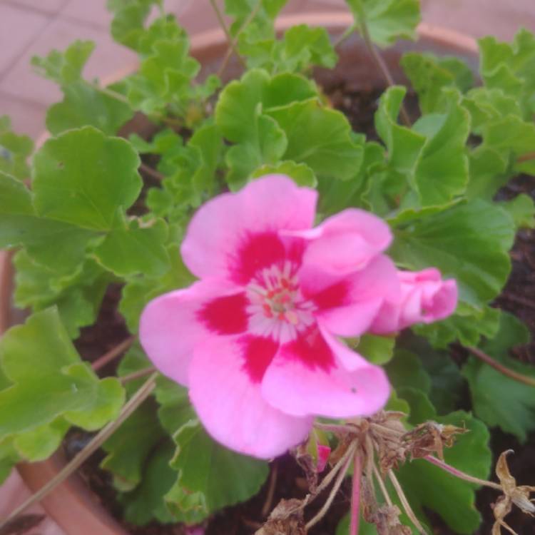 plant image 1046021