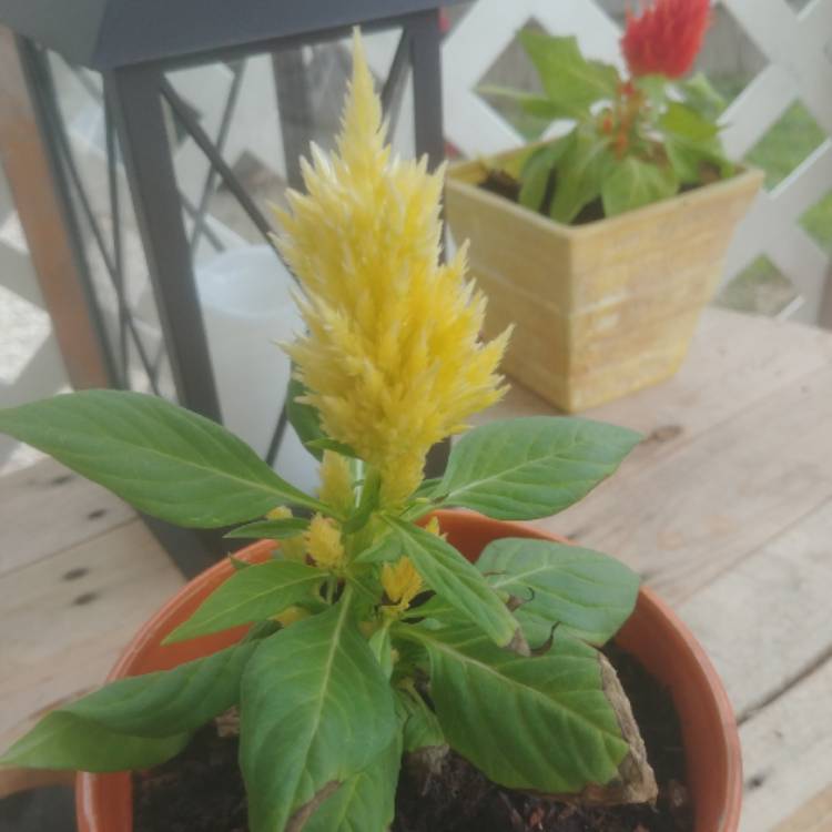 plant image 1046028