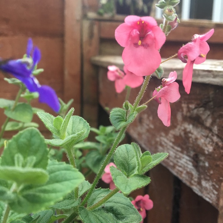 Plant image Diascia