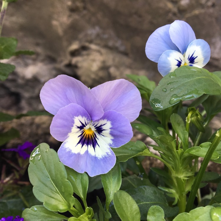 Plant image Viola cornuta 'Penny Marina'