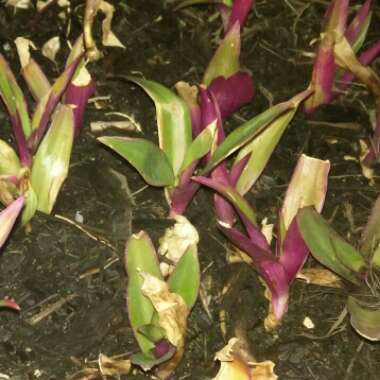 Tradescantia spathacea  syn. Rhoeo spathacea, Rhoeo discolor