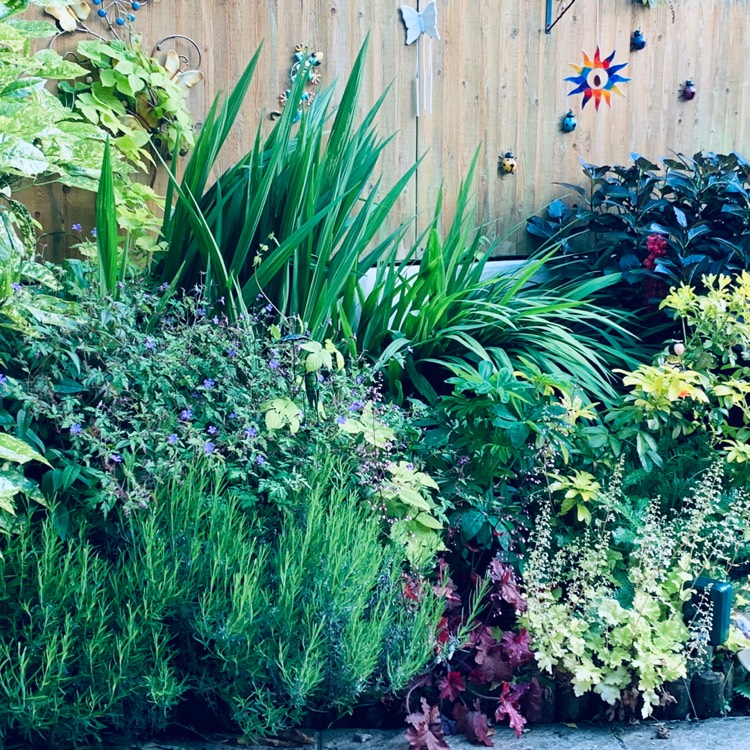 plant image 1060607