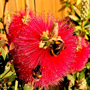 Callistemon Splendens x Pallidus 'Hot Pink'