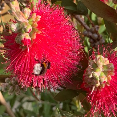 Callistemon Splendens x Pallidus 'Hot Pink'