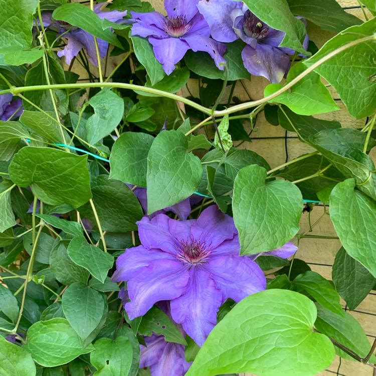 plant image 1307643 plant image 1307643