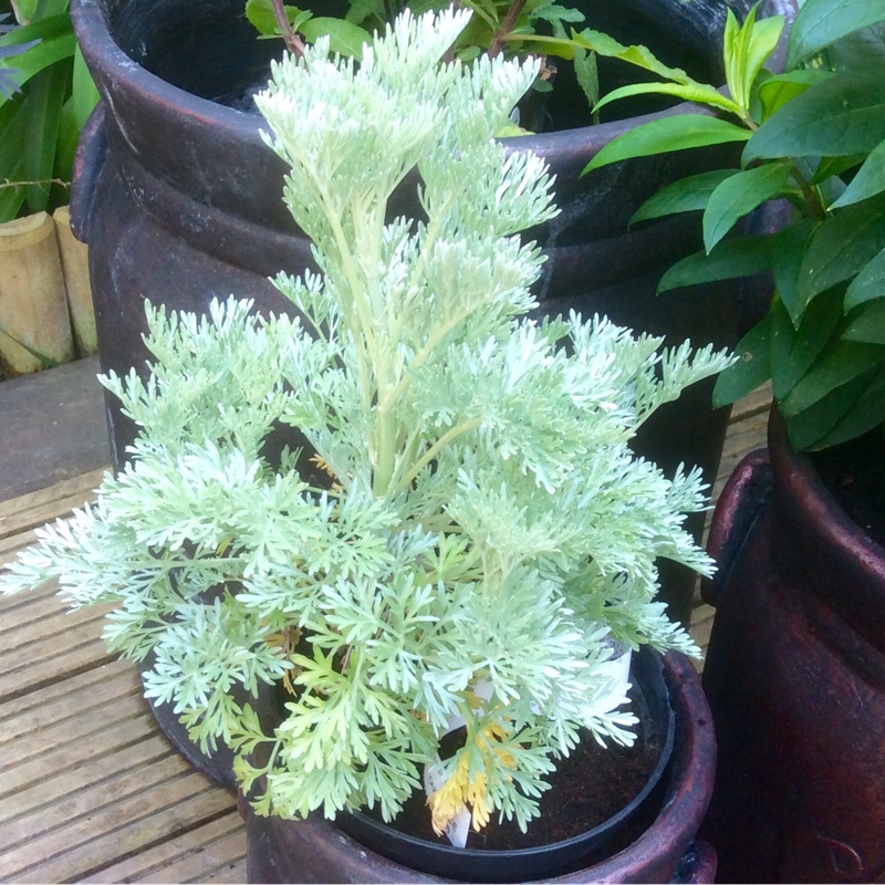 plant image 96732