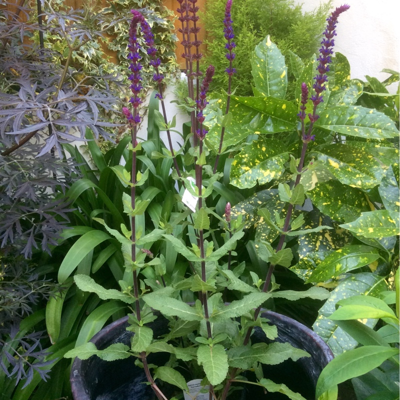 Plant image Salvia nemorosa 'Caradonna'