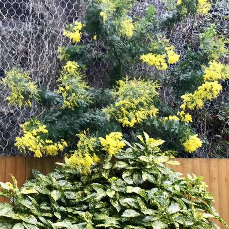 Plant image Acacia dealbata 'Gaulois Astier'