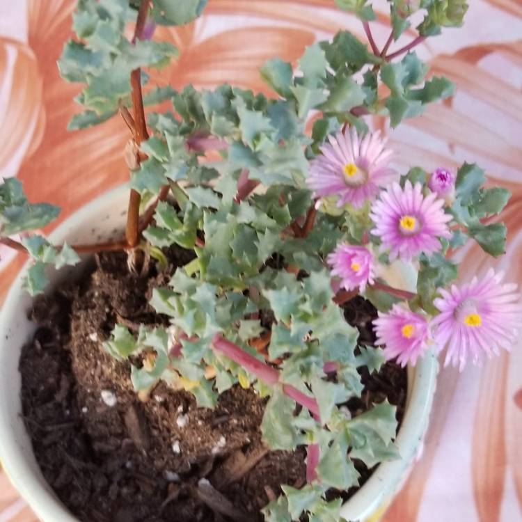 plant image 1151301