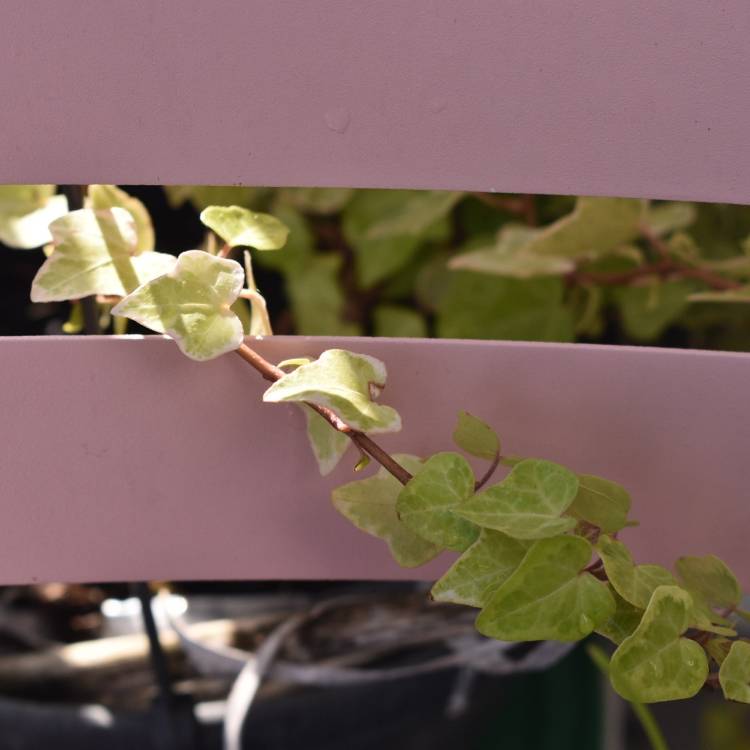 Plant image Hedera helix 'Midas Touch' syn. 'Golden Kolibri'