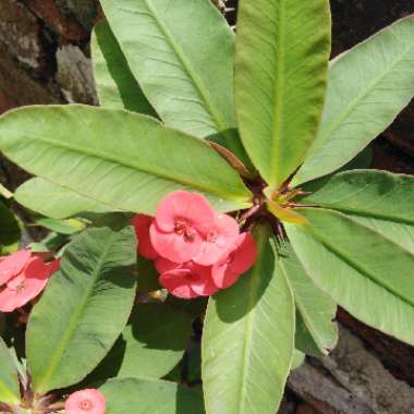 Euphorbia milii