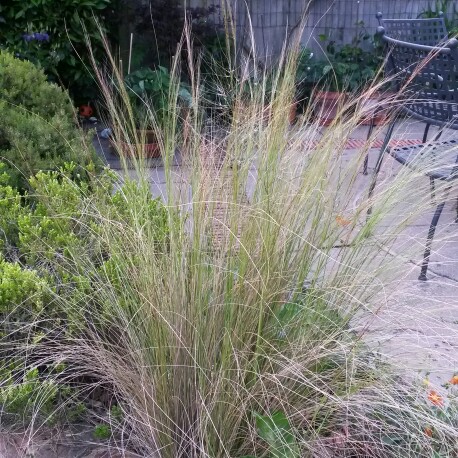 Plant image Nassella tenuissima syn. Stipa tenuissima