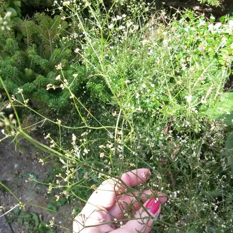 Plant image x Rhodoxis 'Hebron Farm Cerise'