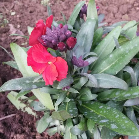 Plant image Erysimum 'Winter Passion'