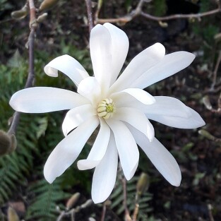 Magnolia stellata
