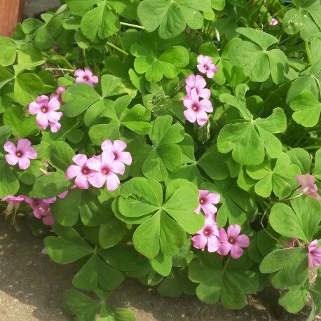 Plant image Oxalis acetosella var. rosea