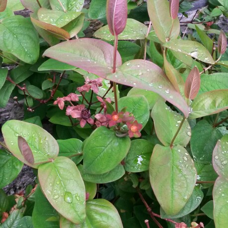 Plant image Hypericum inordum 'Autumn Blaze' Syn. H. androsaemum