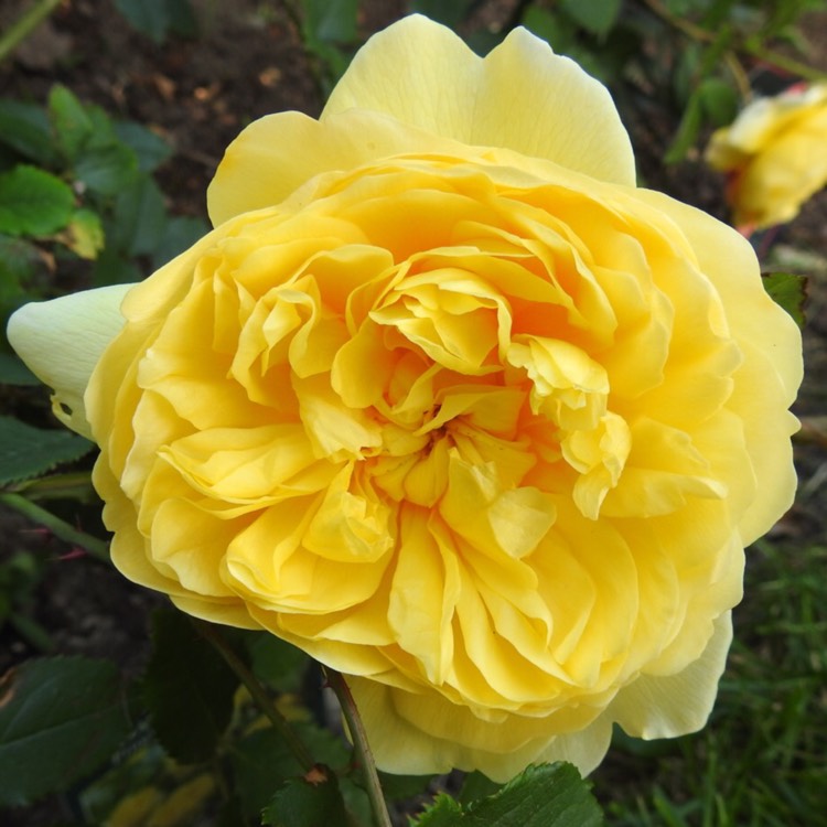 Plant image Rosa 'Auswhirl' syn. Rosa 'The Poet's Wife'