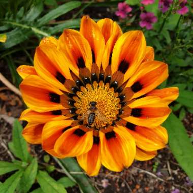 Gazania