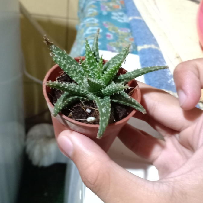 plant image 901043