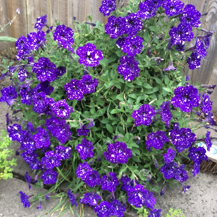 Plant image Petunia 'Starry Night'