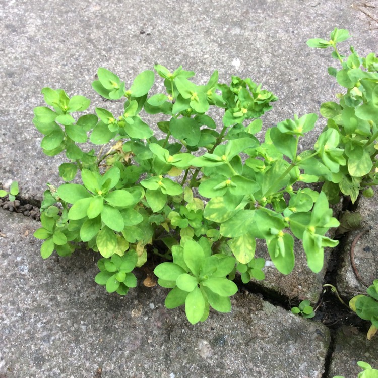 plant image 823540
