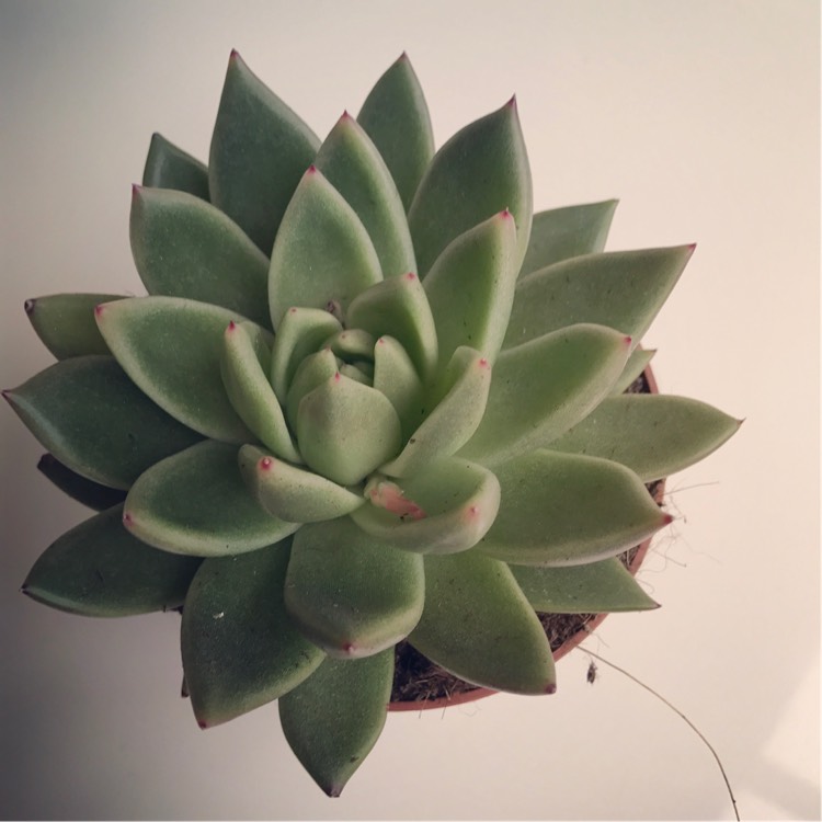 Plant image Echeveria Agavoides Gaya