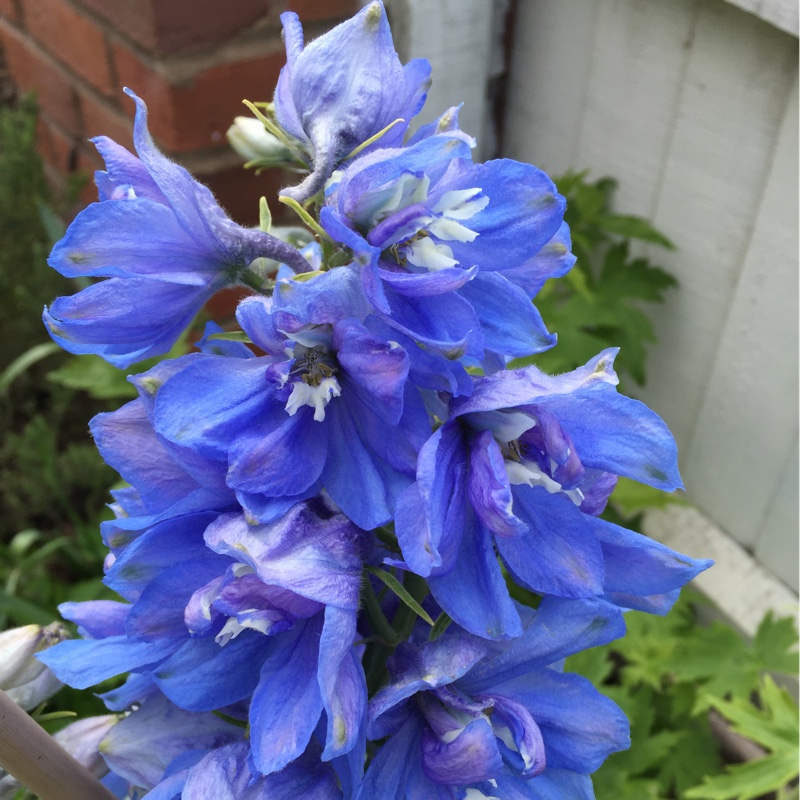 Plant image Delphinium elatum 'Skyline'