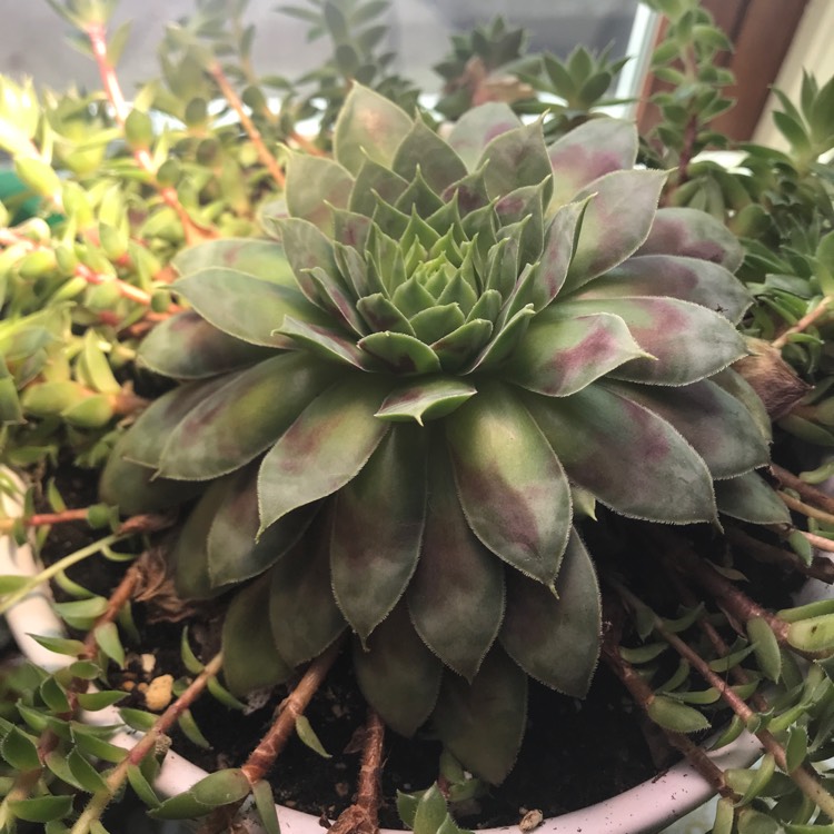 Plant image Sempervivum Cranberry Cocktail