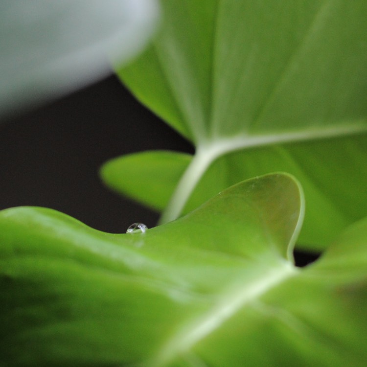 plant image 707885 plant image 707885