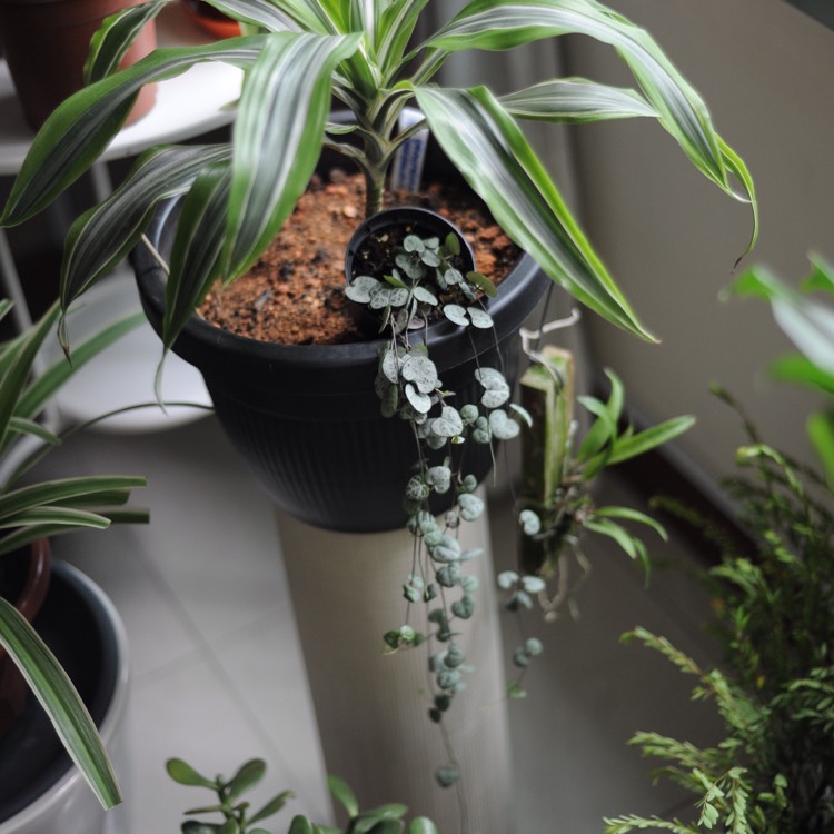 plant image 715976 plant image 715976