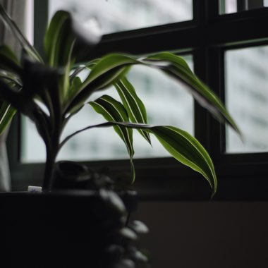 Dracaena deremensis 'Warneckii'