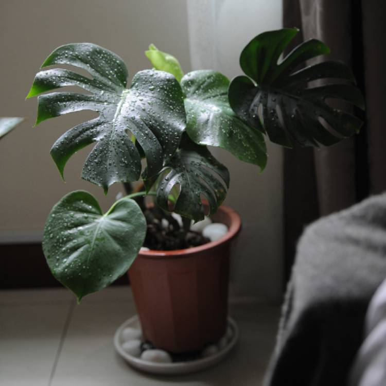 plant image 768749 plant image 768749