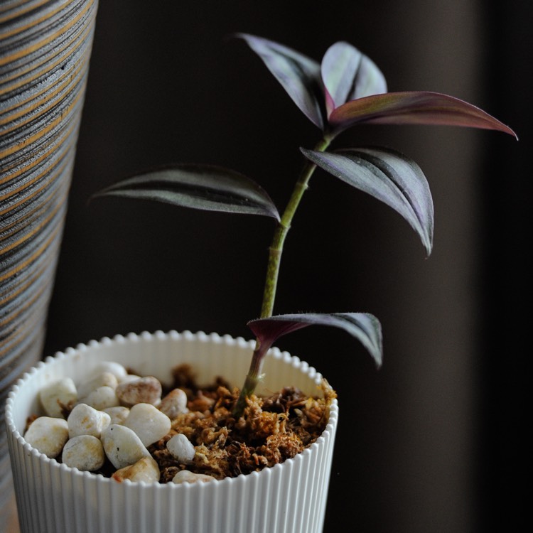 plant image 808788 plant image 808788