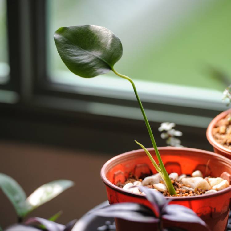 plant image 808874 plant image 808874