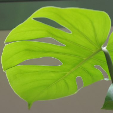 Monstera deliciosa
