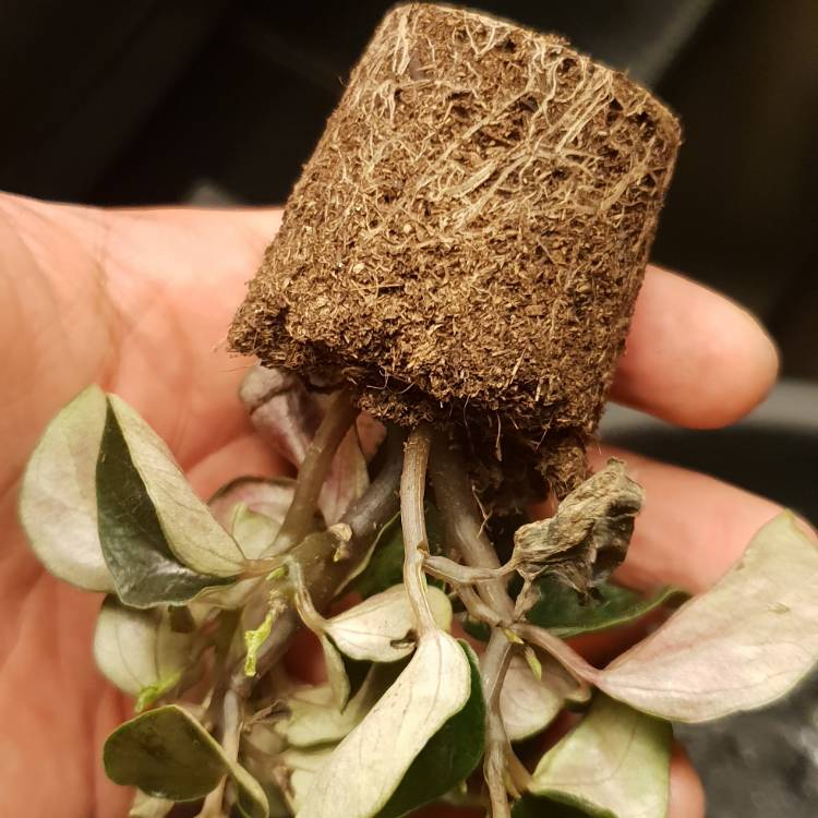 plant image 837327 plant image 837327