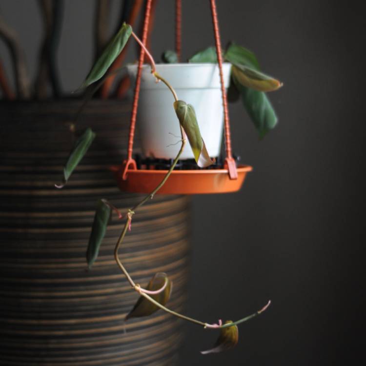 plant image 851122