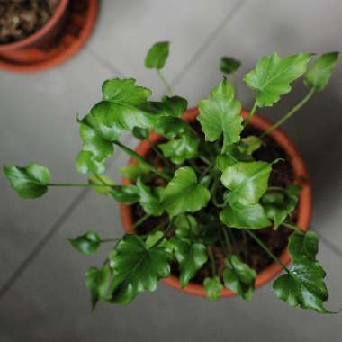 Thaumatophyllum xanadu syn. Philodendron xanadu, Philodendron 'Xanadu', Philodendron 'Winterbourn'