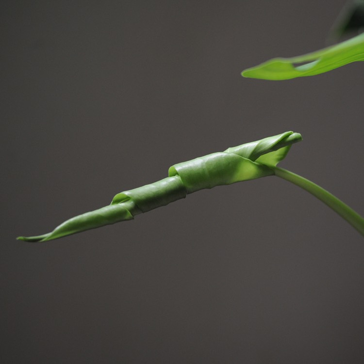 plant image 851155 plant image 851155