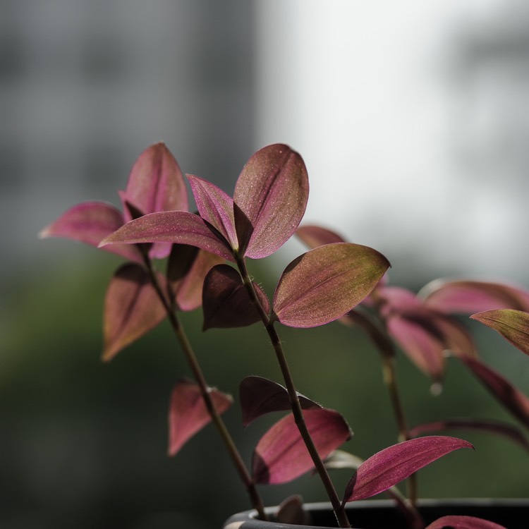 plant image 851318 plant image 851318