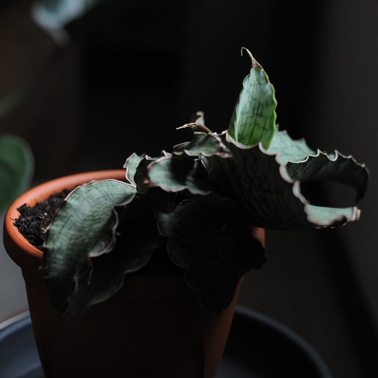plant image 851320