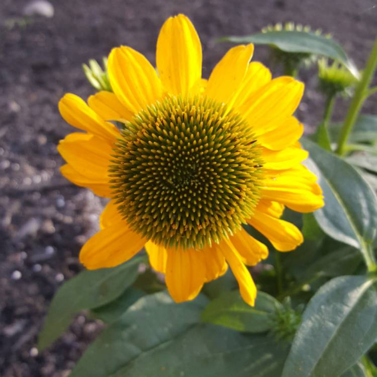 plant image 376102