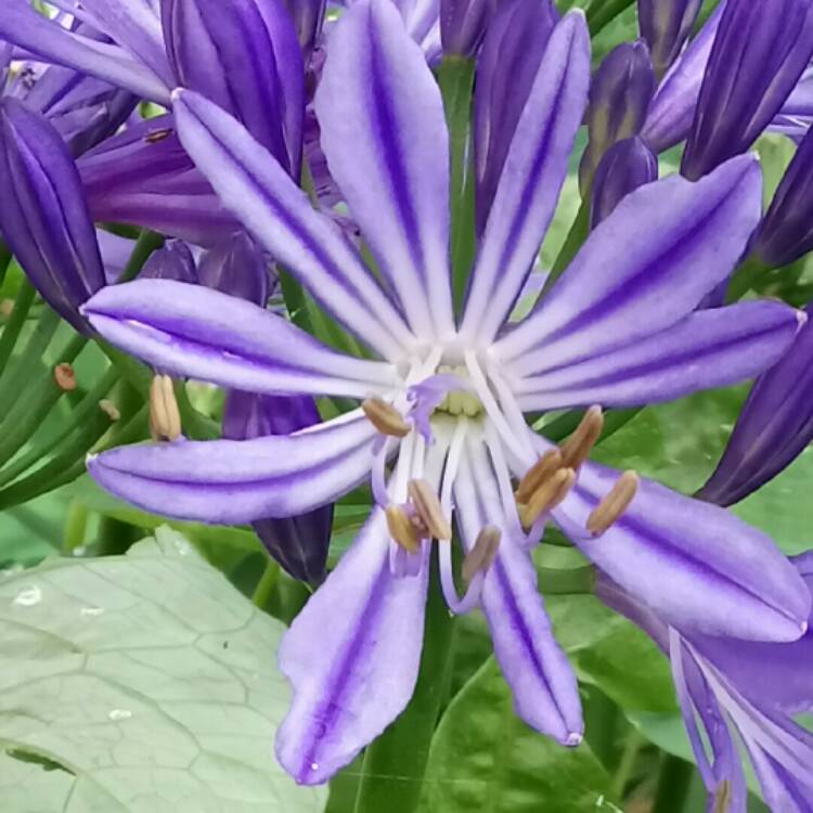 Plant image Agapanthus 'Stargazer'