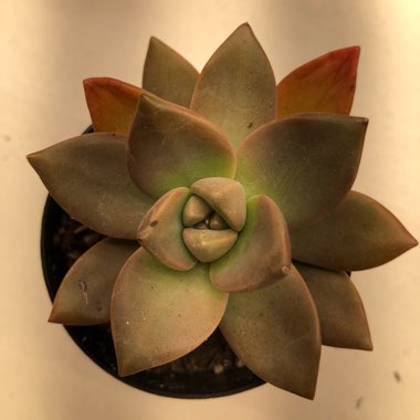 x Graptosedum California Sunset