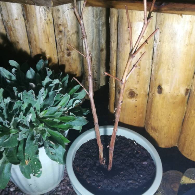 plant image 319961