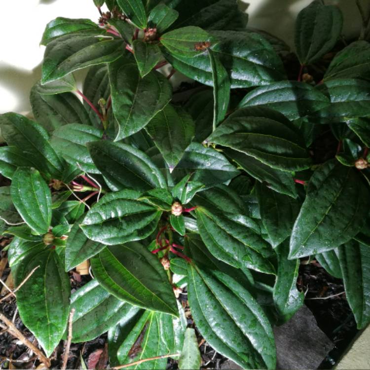 Plant image Viburnum davidii