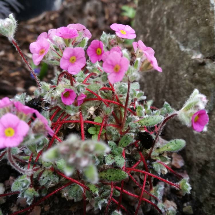plant image 364305