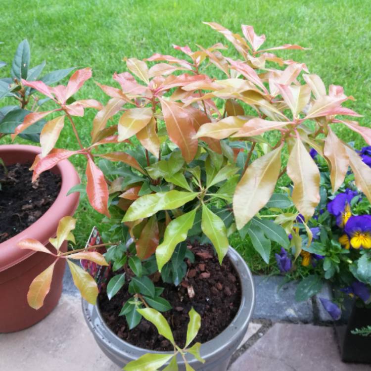 plant image 371027